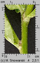 Erigeron annuus ssp. septentrionalis (przymiotno białe północne)