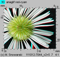 Erigeron annuus ssp. septentrionalis (przymiotno białe północne)