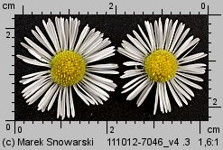 Erigeron annuus ssp. septentrionalis (przymiotno białe północne)