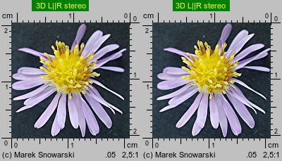 Symphyotrichum novi-belgii (aster nowobelgijski)