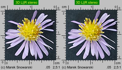 Symphyotrichum novi-belgii (aster nowobelgijski)