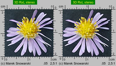 Symphyotrichum novi-belgii (aster nowobelgijski)