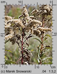 Solidago gigantea (nawłoć późna)