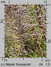 Solidago canadensis (nawłoć kanadyjska)