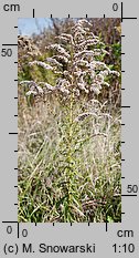 Solidago canadensis (nawłoć kanadyjska)