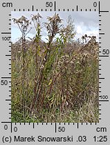 Solidago gigantea (nawłoć późna)