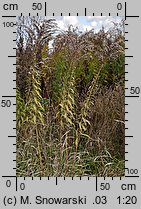 Solidago canadensis (nawłoć kanadyjska)