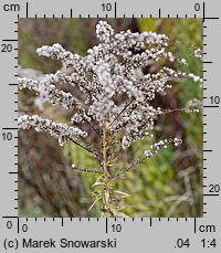 Solidago canadensis (nawłoć kanadyjska)