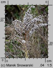 Solidago canadensis (nawłoć kanadyjska)