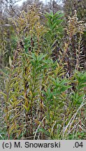 Solidago gigantea (nawłoć późna)