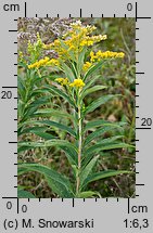 Solidago gigantea (nawłoć późna)