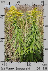 Solidago canadensis (nawłoć kanadyjska)