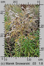 Solidago canadensis (nawłoć kanadyjska)