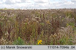 Solidago gigantea (nawłoć późna)