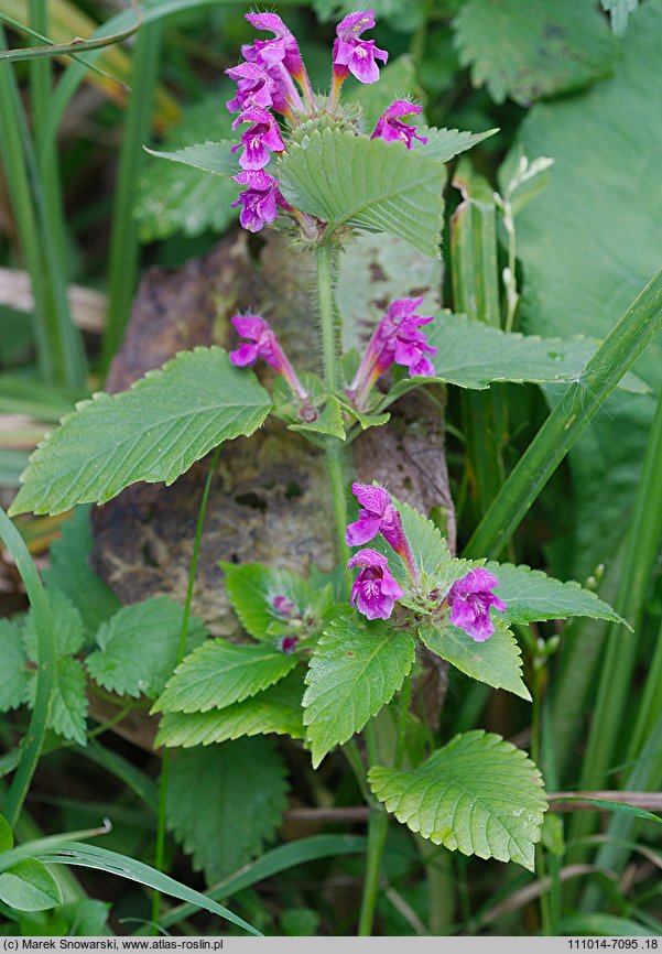 Galeopsis pubescens (poziewnik miękkowłosy)