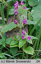 Galeopsis pubescens (poziewnik miękkowłosy)