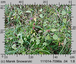 Galeopsis pubescens (poziewnik miękkowłosy)