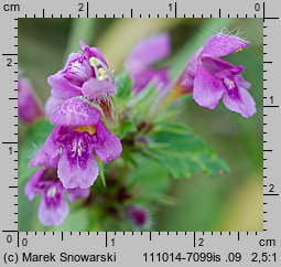 Galeopsis pubescens (poziewnik miękkowłosy)