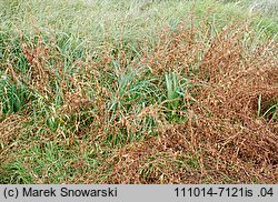 Polygonum hydropiper (rdest ostrogorzki)