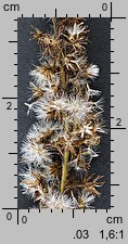 Solidago canadensis (nawłoć kanadyjska)