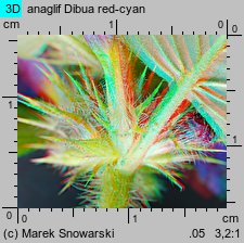 Galeopsis pubescens (poziewnik miękkowłosy)