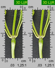Galeopsis pubescens (poziewnik miękkowłosy)