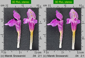 Galeopsis pubescens (poziewnik miękkowłosy)