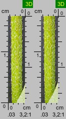 Galeopsis pubescens (poziewnik miękkowłosy)