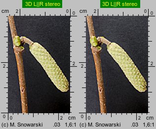 Corylus avellana (leszczyna pospolita)