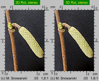 Corylus avellana (leszczyna pospolita)