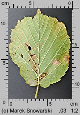 Corylus avellana (leszczyna pospolita)