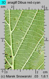 Corylus avellana (leszczyna pospolita)