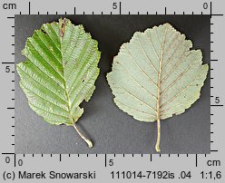 Alnus incana (olsza szara)