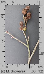 Alnus incana (olsza szara)