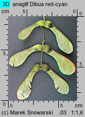 Acer pseudoplatanus (klon jawor)