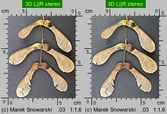 Acer pseudoplatanus (klon jawor)