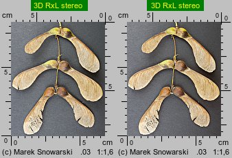 Acer pseudoplatanus (klon jawor)