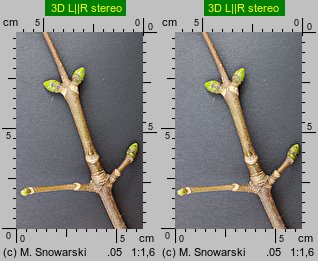 Acer pseudoplatanus (klon jawor)