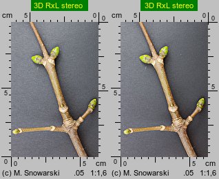 Acer pseudoplatanus (klon jawor)