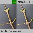 Acer pseudoplatanus (klon jawor)