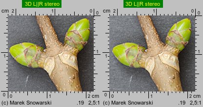 Acer pseudoplatanus (klon jawor)