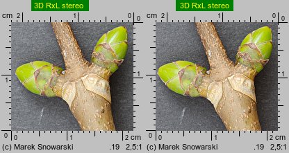 Acer pseudoplatanus (klon jawor)