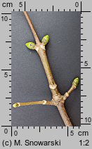 Acer pseudoplatanus (klon jawor)