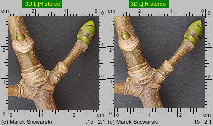 Acer pseudoplatanus (klon jawor)
