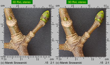 Acer pseudoplatanus (klon jawor)