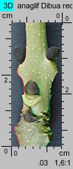 Fraxinus excelsior (jesion wyniosły)