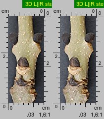 Fraxinus excelsior (jesion wyniosły)