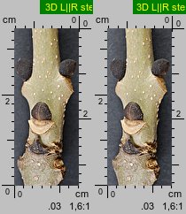 Fraxinus excelsior (jesion wyniosły)