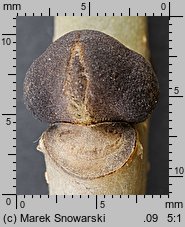 Fraxinus excelsior (jesion wyniosły)