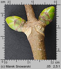 Acer pseudoplatanus (klon jawor)